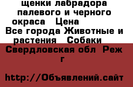 щенки лабрадора палевого и черного окраса › Цена ­ 30 000 - Все города Животные и растения » Собаки   . Свердловская обл.,Реж г.